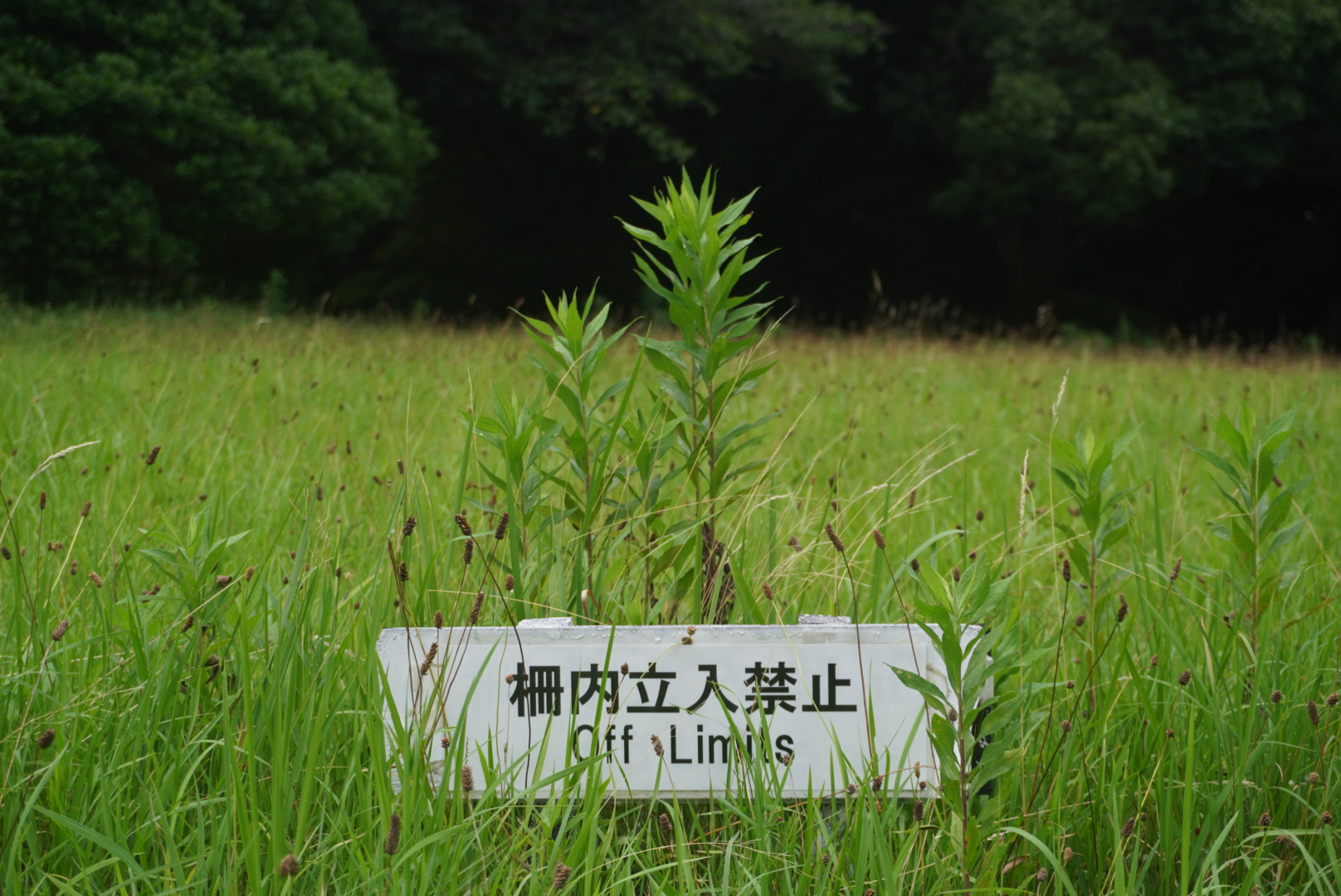 A sign that says Off Limits foregrounding an increasingly dark and wooded area.