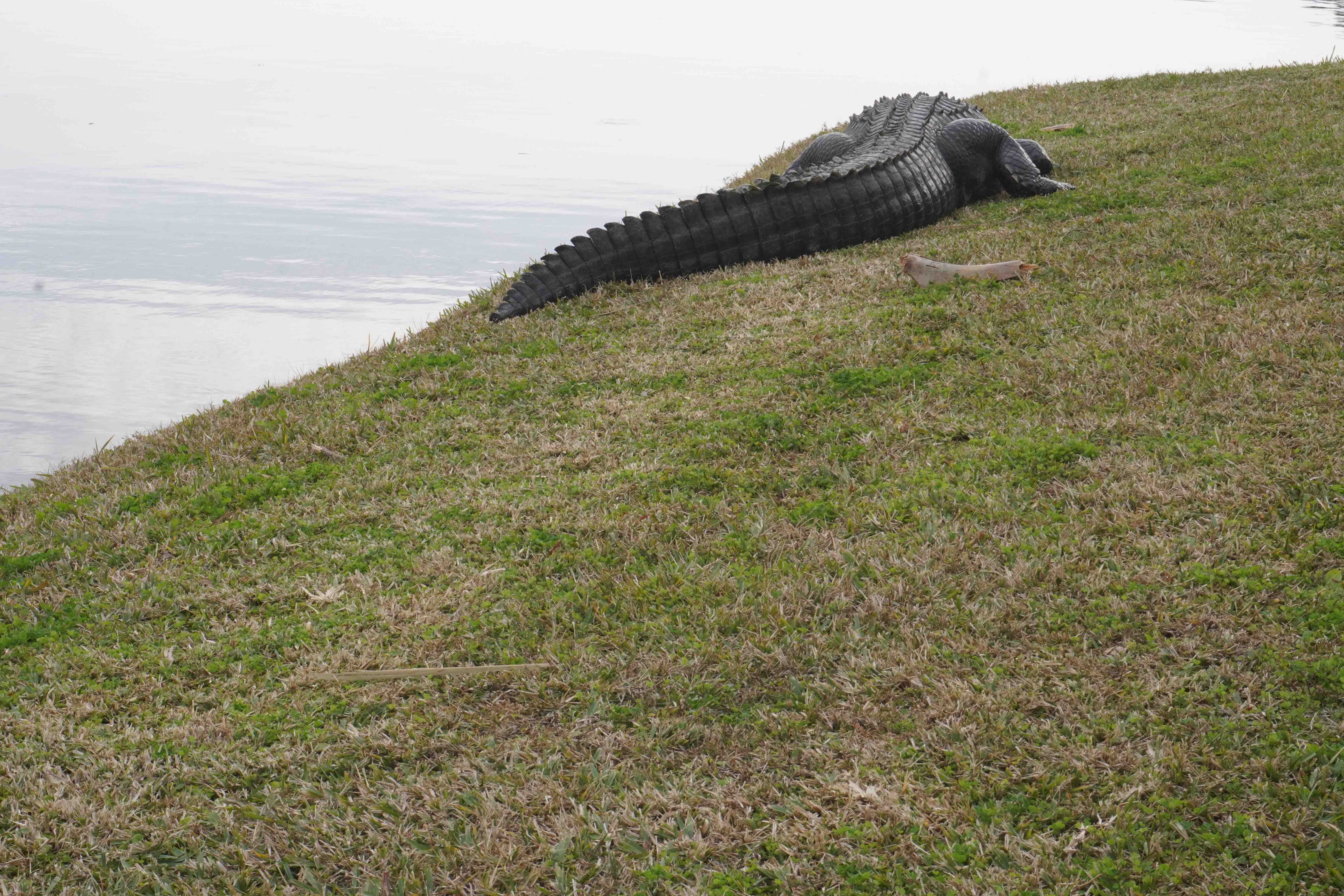 Silhouette of group of young Japanese walking past a bright animated display of a sexualized female character.