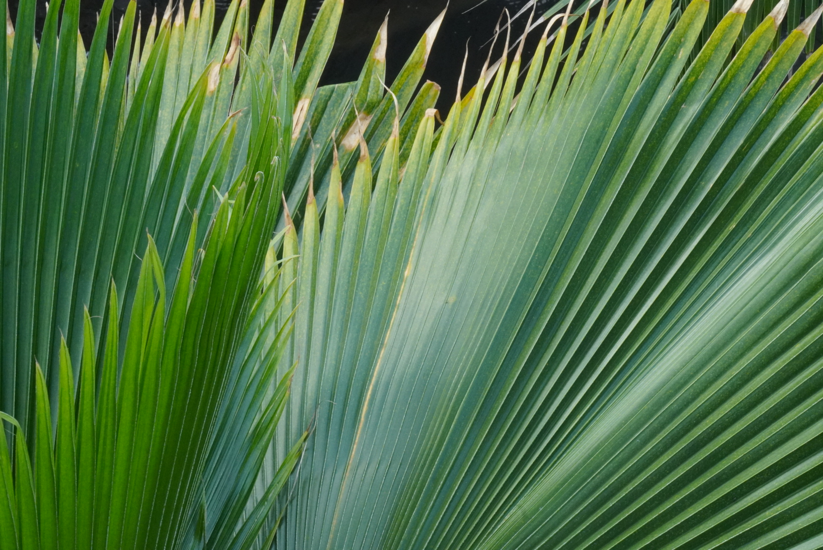 Beckoning cats out of focus on an apartment terrance from below at night.