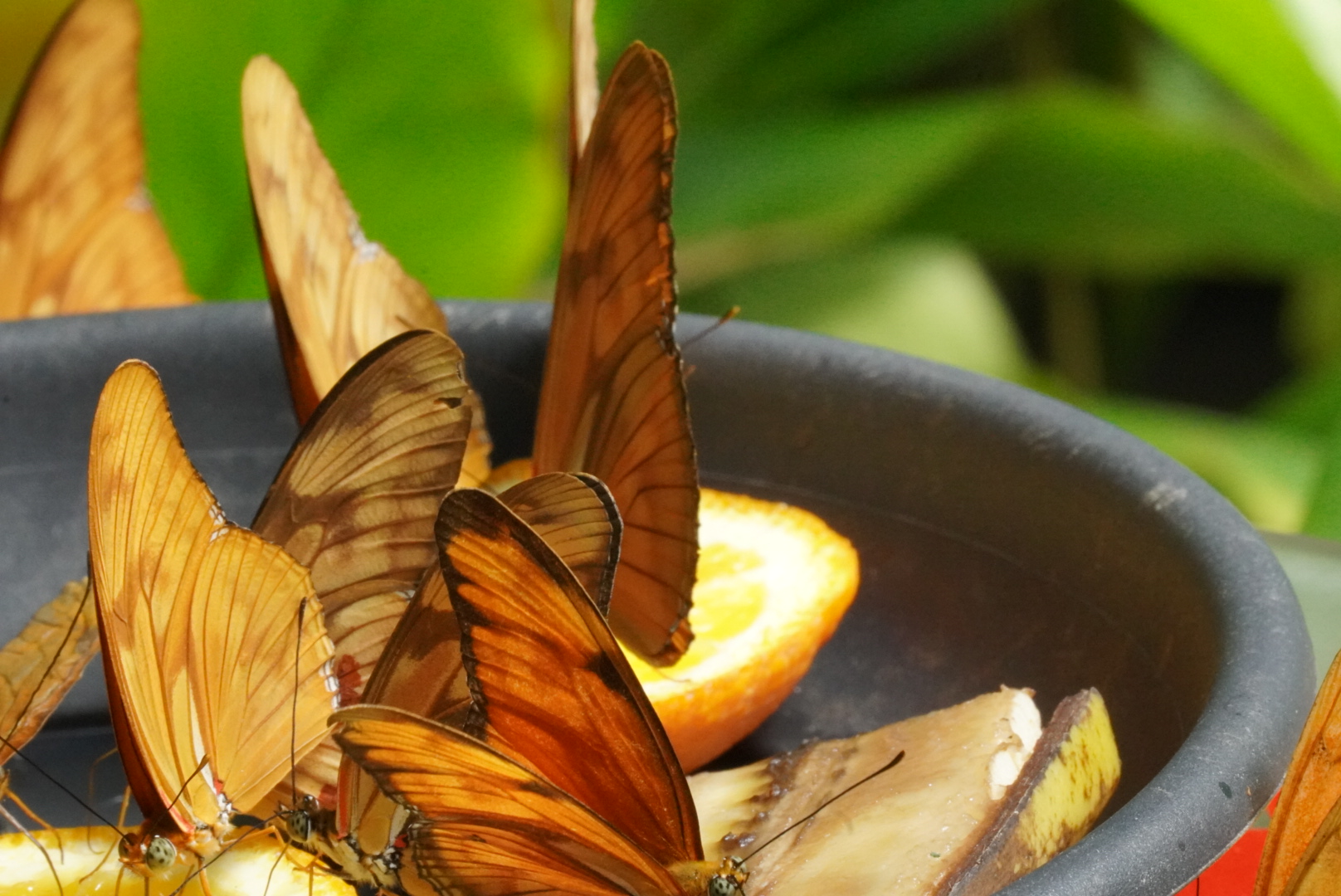 Elegant graffiti art of a Japanese woman catching a rose petal.