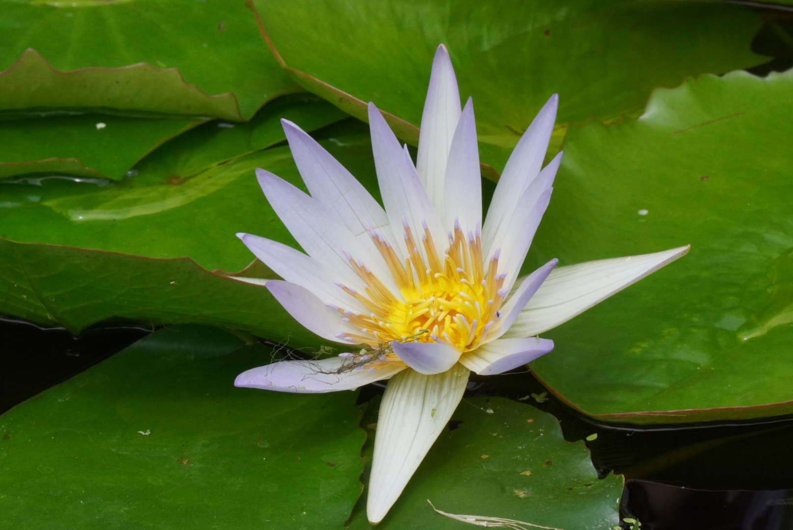 A boat on the Kanda river at night.